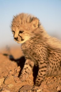 cute-cheetah-cub-cheetah-37681003-1072-1620